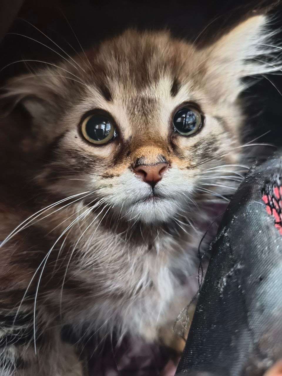 Котёнок приюта